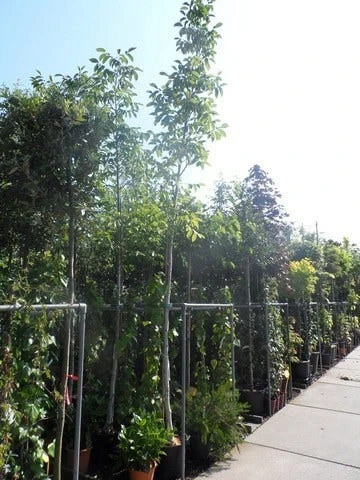 Walnotenboom (Juglans Regia) 5 Walnotenboom (Juglans Regia) - Afbeelding 5