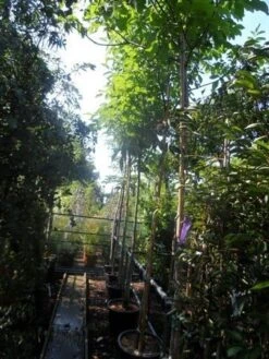 Walnotenboom (Juglans Regia) 8 Walnotenboom (Juglans Regia) -AOS Hoera Winkel juglans regia 12 14 16ho cont