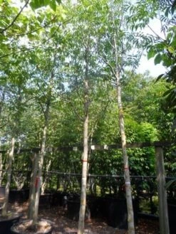 Walnotenboom (Juglans Regia) 7 Walnotenboom (Juglans Regia) -AOS Hoera Winkel juglans regia 20 25ho c160 extra