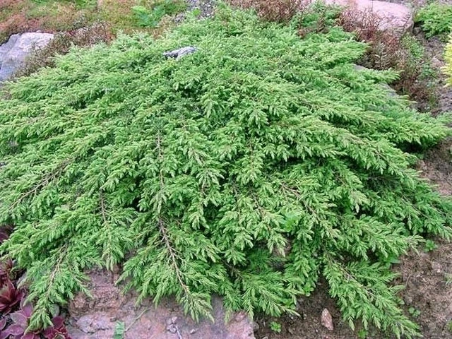 Jeneverbes (Juniperus Communis 'Green Carpet') 5 Jeneverbes (Juniperus Communis 'Green Carpet') - Afbeelding 5