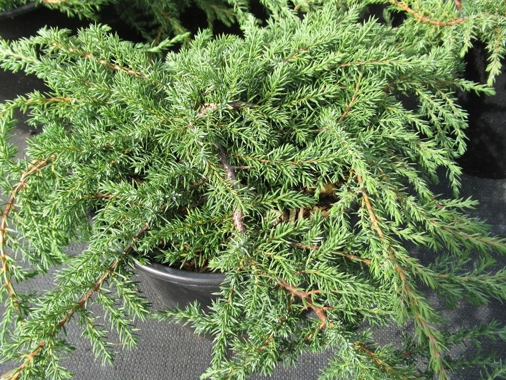 Jeneverbes (Juniperus Communis 'Green Carpet') 2 Jeneverbes (Juniperus Communis 'Green Carpet') - Afbeelding 2