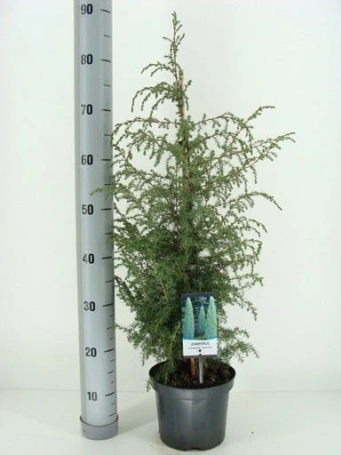Jeneverbes (Juniperus Communis 'Suecica') 3 Jeneverbes (Juniperus Communis 'Suecica') - Afbeelding 3