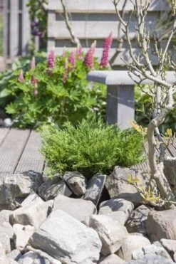 Jeneverbes (Juniperus Horizontalis 'Andorra Compact') -AOS Hoera Winkel juniperus horizontalis andorra compact