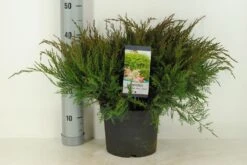 Jeneverbes (Juniperus Media 'Mint Julep') -AOS Hoera Winkel juniperus pfit. mint julep winter c5 m 1