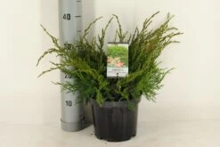 Jeneverbes (Juniperus Media 'Mint Julep') -AOS Hoera Winkel juniperus pfitzeriana mint julep c3 m 1