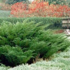 Sevenboom (Juniperus Sabina) 5 Sevenboom (Juniperus Sabina) -AOS Hoera Winkel juniperus sabina