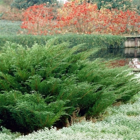 Sevenboom (Juniperus Sabina) 3 Sevenboom (Juniperus Sabina) - Afbeelding 3