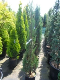 Jeneverbes (Juniperus Scopulorum 'Skyrocket') -AOS Hoera Winkel juniperus scopulorum skyrocket 125 150