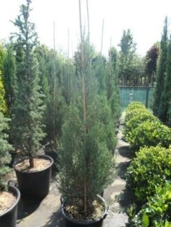 Jeneverbes (Juniperus Scopulorum 'Skyrocket') -AOS Hoera Winkel juniperus scopulorum skyrocket 150 175