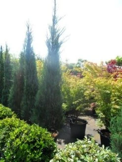 Jeneverbes (Juniperus Scopulorum 'Skyrocket') -AOS Hoera Winkel juniperus scopulorum skyrocket 250 300