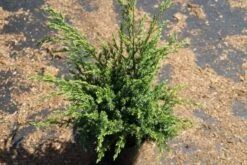 Jeneverbes (Juniperus Squamata 'Meyeri') -AOS Hoera Winkel juniperus squamata meyeri