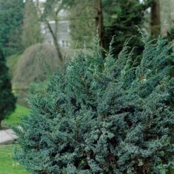 Jeneverbes (Juniperus Squamata 'Meyeri') -AOS Hoera Winkel juniperus squamata meyeri 1