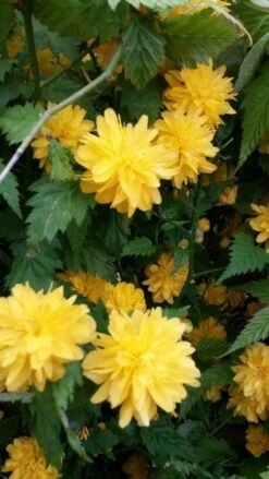 Ranonkelstruik (Kerria Japonica 'Pleniflora') -AOS Hoera Winkel kerria