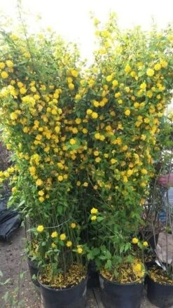 Ranonkelstruik (Kerria Japonica 'Pleniflora') -AOS Hoera Winkel kerria2