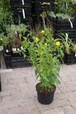 Ranonkelstruik (Kerria Japonica 'Pleniflora') -AOS Hoera Winkel kerria japonica pleniflora 1