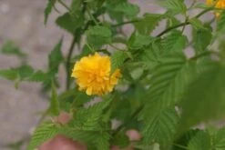 Ranonkelstruik (Kerria Japonica 'Pleniflora') -AOS Hoera Winkel kerria japonica pleniflora 2