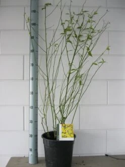 Ranonkelstruik (Kerria Japonica 'Pleniflora') -AOS Hoera Winkel kerria pleniflora c7 oktober