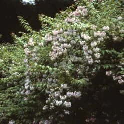 Kolkwitzia (Kolkwitzia Amabilis 'Pink Cloud') -AOS Hoera Winkel koamabil 25 5