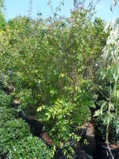 Kolkwitzia (Kolkwitzia Amabilis 'Pink Cloud') -AOS Hoera Winkel kolkwitzia amabilis 150 175 c35