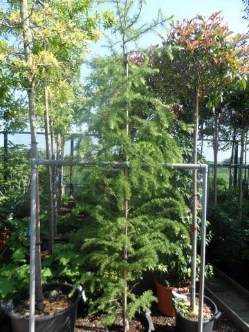 Lariks (Larix Decidua) 2 Lariks (Larix Decidua) - Afbeelding 2