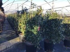 Camelia Als Leivorm (Camellia Japonica 'Black Lace') 6 Camelia Als Leivorm (Camellia Japonica 'Black Lace') -AOS Hoera Winkel lei2