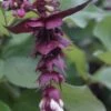 Fazantenbes (Leycesteria Formosa 'Purple Rain')
