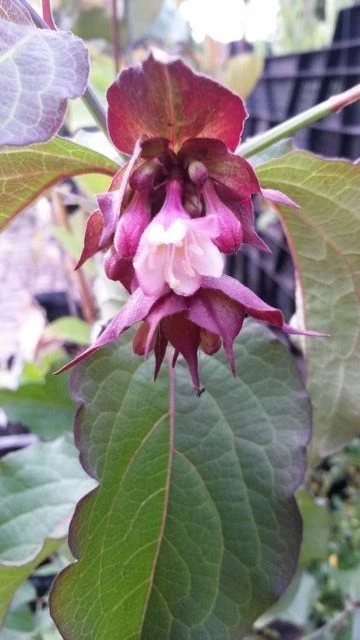 Fazantenbes (Leycesteria Formosa 'Purple Rain') 2 Fazantenbes (Leycesteria Formosa 'Purple Rain') - Afbeelding 2