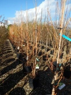 Amberboom (Liquidambar Styraciflua 'Golden Sun') -AOS Hoera Winkel liquidambar golden sun 125 150