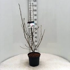 Beverboom (Magnolia Soulangeana) 12 Beverboom (Magnolia Soulangeana) -AOS Hoera Winkel m. soulangeana c5