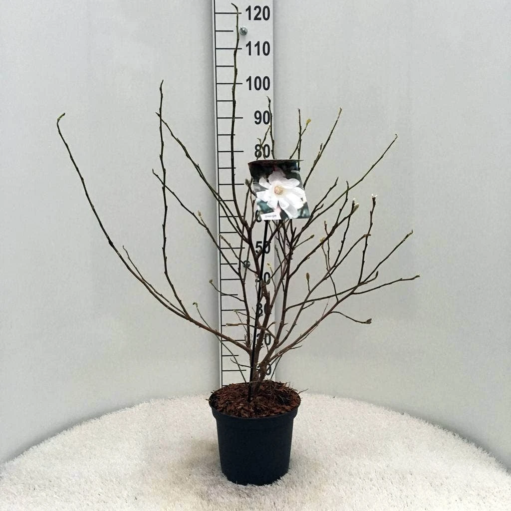 Stermagnolia (Magnolia Stellata) 13 Stermagnolia (Magnolia Stellata) - Afbeelding 13