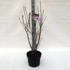 Beverboom, Struik (Magnolia Susan) -AOS Hoera Winkel m. susan c10 1
