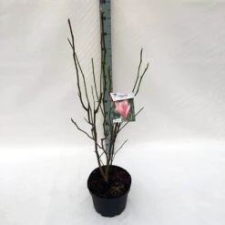 Beverboom (Magnolia 'Heaven Scent') -AOS Hoera Winkel ma. heaven scent c10 1