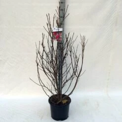 Beverboom, Struik (Magnolia Susan) -AOS Hoera Winkel ma. susan c15 125 150 cm 1