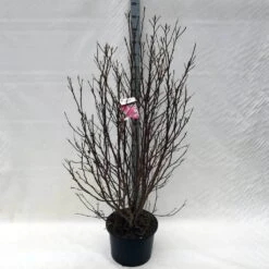 Beverboom, Struik (Magnolia Susan) -AOS Hoera Winkel ma. susan c15 150 cm 1