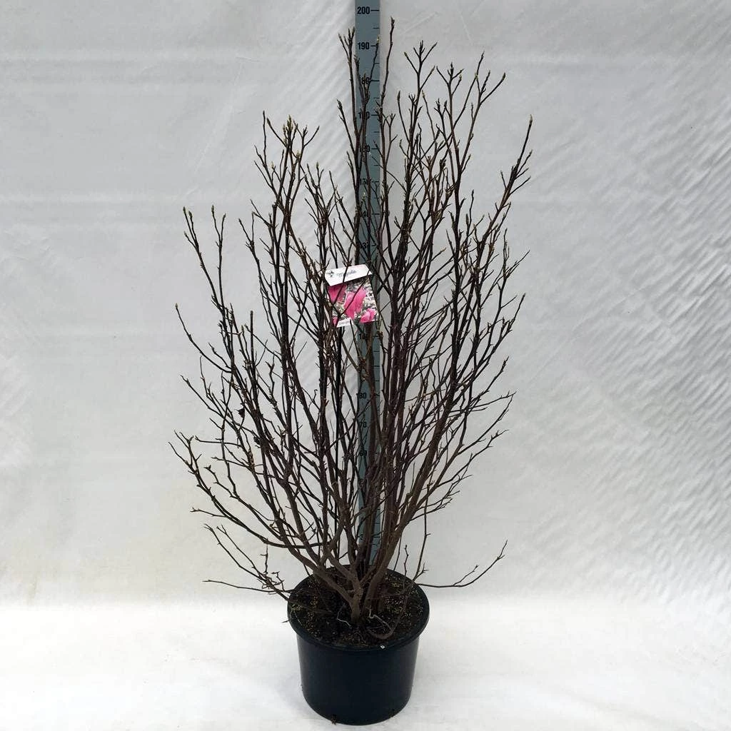 Beverboom, Struik (Magnolia Susan) 11 Beverboom, Struik (Magnolia Susan) - Afbeelding 11