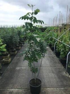 Maackia (Maackia Amurensis) 7 Maackia (Maackia Amurensis) -AOS Hoera Winkel maackia amurensis c20 2 002