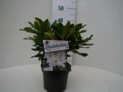 Rhododendron (Rhododendron 'Madame Masson') -AOS Hoera Winkel madamme masson c2 voor