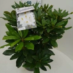 Rhododendron (Rhododendron 'Madame Masson') -AOS Hoera Winkel madamme masson c7.5 zij