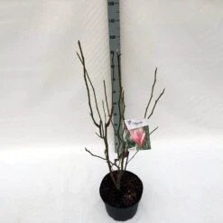 Beverboom (Magnolia 'Heaven Scent') -AOS Hoera Winkel mag. heaven scent c10 1