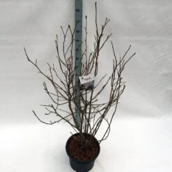 Beverboom (Magnolia Soulangeana) -AOS Hoera Winkel mag. soulangeana c20 1