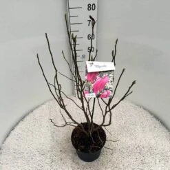 Beverboom, Struik (Magnolia Susan) -AOS Hoera Winkel mag. susan c5 1
