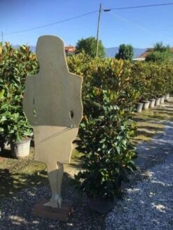 Beverboom (Magnolia Grandiflora 'Little Gem') 7 Beverboom (Magnolia Grandiflora 'Little Gem') -AOS Hoera Winkel magnola little gem 125 150 c25 2 1