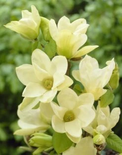 Beverboom (Magnolia 'Yellow River')