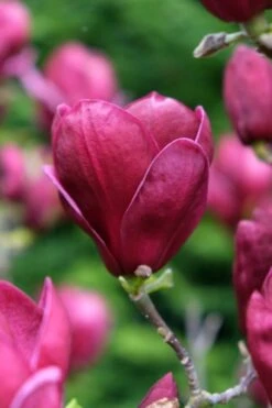 Beverboom (Magnolia 'Genie') 11 Beverboom (Magnolia 'Genie') -AOS Hoera Winkel magnolia genie peters garden 05