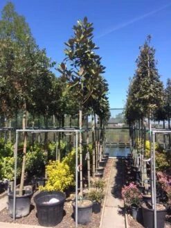 Beverboom (Magnolia Grandiflora 'Gallissoniere') 17 Beverboom (Magnolia Grandiflora 'Gallissoniere') -AOS Hoera Winkel magnolia grandiflora 10 12