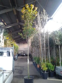 Beverboom (Magnolia Grandiflora 'Gallissoniere') 13 Beverboom (Magnolia Grandiflora 'Gallissoniere') -AOS Hoera Winkel magnolia grandiflora 1 1