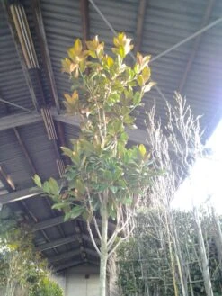 Beverboom (Magnolia Grandiflora 'Gallissoniere') 14 Beverboom (Magnolia Grandiflora 'Gallissoniere') -AOS Hoera Winkel magnolia grandiflora 2 1