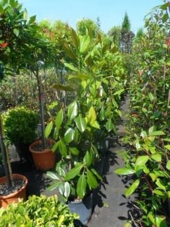 Magnolia (Magnolia Grandiflora 'Gallissoniere') 19 Magnolia (Magnolia Grandiflora 'Gallissoniere') -AOS Hoera Winkel magnolia grandiflora gallisoniere 100 125