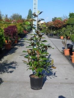 Magnolia (Magnolia Grandiflora 'Gallissoniere') 21 Magnolia (Magnolia Grandiflora 'Gallissoniere') -AOS Hoera Winkel magnolia grandiflora gallisoniere 125 150 c25