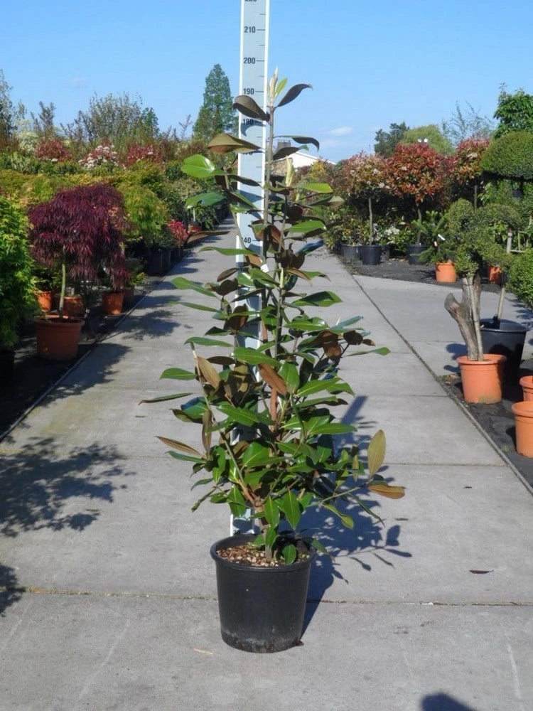 Magnolia (Magnolia Grandiflora 'Gallissoniere') 8 Magnolia (Magnolia Grandiflora 'Gallissoniere') - Afbeelding 8